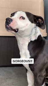 4.9K views · 128 reactions | Smitty is going home to his family ❤️ #shelter #dog #funny #adopt #nonegativity | Judith Coleman | Facebook