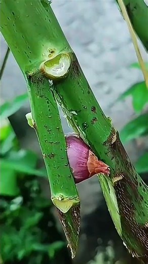 The Secret Onion Hack for Faster Plant Rooting🧅🌱#PlantPropagation #GardeningHack #AirLayering#nature