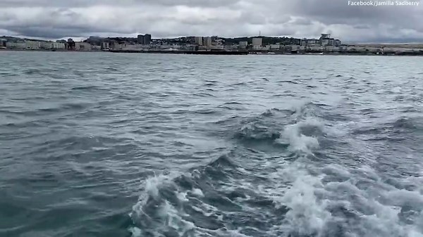 Group of dolphins spotted off the coast of Brighton