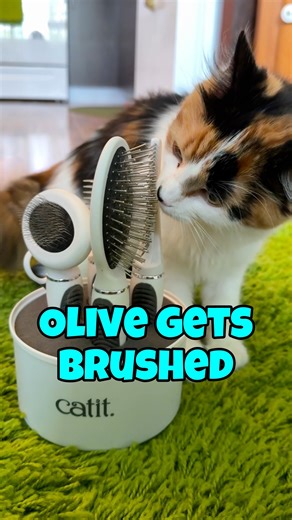 Olive is a floofy cat and at some point her floof will need brushing! Today I introduced Olive to our collection of cat brushes. I'm not sure which one she likes best just yet and it may take some time for her to get used to them. I'll pull them out every so often so that she learns to enjoy being brushed. Does your cat like to be brushed? | The Oreo Cat