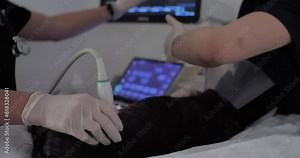 Carrying out an ultrasound examination of a pet in a veterinary clinic. The veterinarian uses ultrasound on the animal's abdomen to examine the internal organs. Pet ultrasound concept.