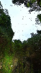 281K views · 5.1K reactions | From the Caribbean to the caves of Kenya, our team is on the frontlines of bat conservation. Watch the stories unfold. | Bat Conservation International | Facebook