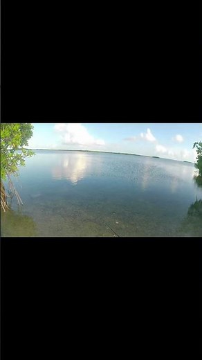 A Huge Fish Came Running Along The Mangroves! Florida Keys Fishing! #outdoors #fishing