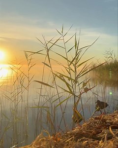 1.9K views · 42 reactions | Opening day of duck season! Does it get much better than that?? - Bill #MichiganOutdoorsReport #duckhunting #saginawbay | Michigan Outdoors Report | Facebook