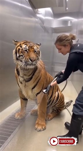 Cleaning a male tiger 🐯🧼🧽