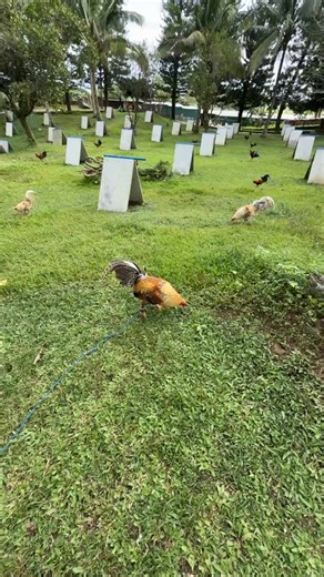 Ramon Bong Revilla, Jr. on Reels