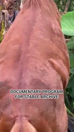 Official Documented for Montana Stable archive #horse #anime #pets