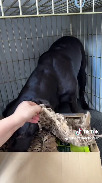 My hooman forgot to post my new food unboxing… so here it is😎🐾 @Forthglade #athenathechoclab #chocolatelabrador #labradorpuppy #puppy #unboxing