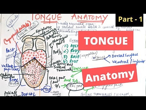TONGUE ANATOMY | External features | parts of tongue | Papillae
