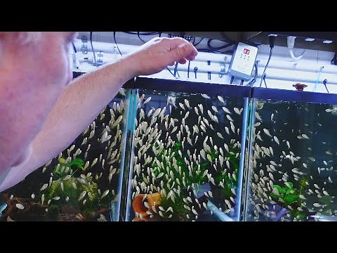Master Breeder Feeds HUNDREDS of Baby Fish [Tour]