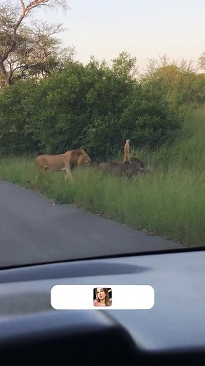 169K views · 2.1K reactions | Timon and Pumbaa really are friends  | Sthefanny Oliveira TV | Facebook