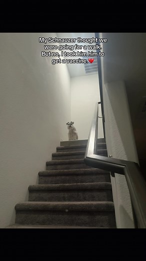 Understanding Mini Schnauzer Attitudes and Behavior