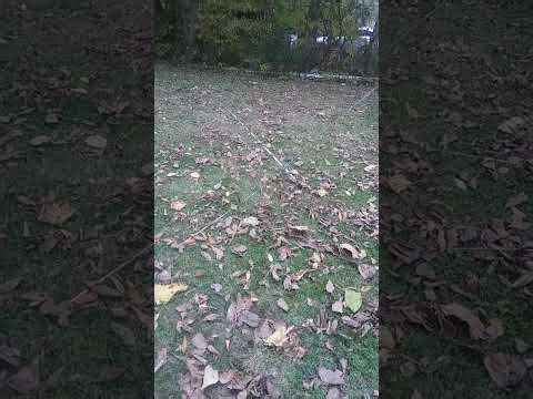 Maco v quad beam antenna