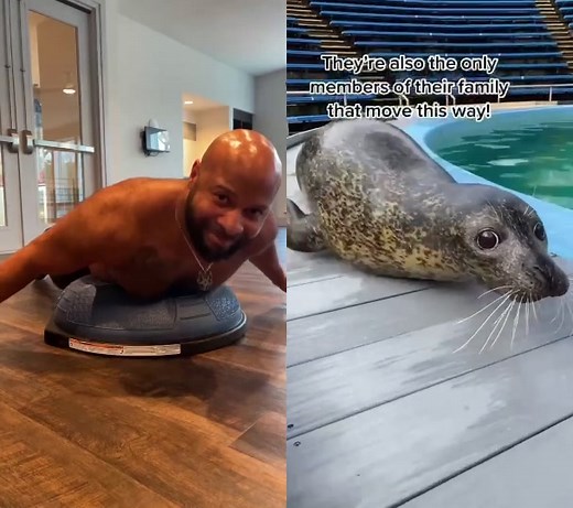 #duet with @oceanconnections #bellyflop #alphabetmafia #fyp #sealion #havingfun #bodyodychallenge