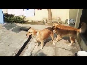 Y. D. V. Kannel Golden Retriever dog mating #viral #dog #doggielife #viralvideo #shorts