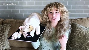 Ultra-realistic and unbelievably cute English bulldog is a CAKE