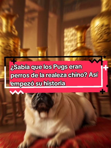 Historia de los Pugs: Perros de la Realeza China