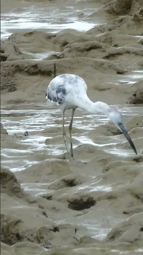 Calico Herons (young Little Blue Herons - Egretta caerulea) during their first molt, French Guiana