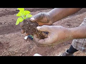 how to Planting Scotch Bonnet Pepper for a big Harvest