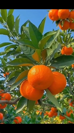 Apple penne nee yaaro# Tamil song #trending shorts