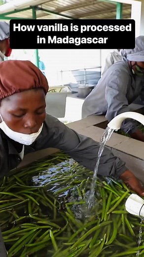 21K views · 449 reactions | Madagascar produces roughly 80% of the world’s supply of vanilla. #Madagascar #vanilla #spice | Business Insider Africa | Facebook