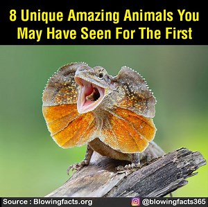 2.1M views · 2.4K reactions | 8 UNIQUE AMAZING ANIMALS YOU MAY HAVE SEEN FOR THE FIRST TIME | Facts that will blow your mind | Facebook