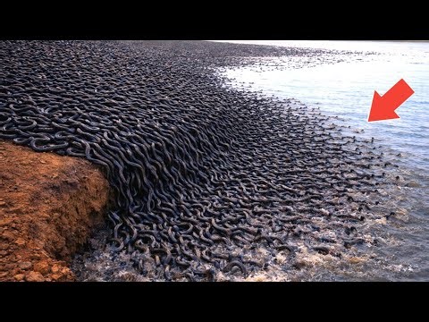 Most Unbelievable Nature Moments Ever Caught on Camera