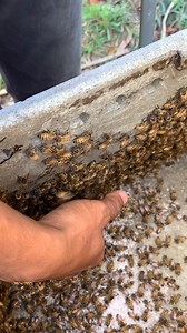 Finding queen 🐝 #queenbee #bee #beekeeping | WeBee