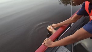 Topwater frog bite are one of the best bite🎣🎣🎣 | Father And Son Fishing