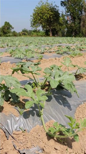 Method of Growing Yellow Watermelon: From Seedling to Sweet Harvest 🍉🌱
