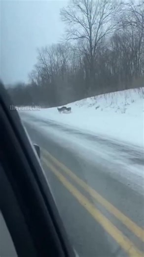 Brave Driver Intervenes To Save Great Pyrenees From Vicious Wolf Attack! #rescue #animal #wolf