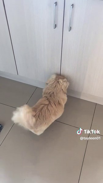 Caring for My Clever Pekingese Puppy