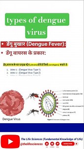types of dengue virus | Dengue virus ke prakar #denguevirus #shortsviral #youtubeshorts #viralshorts