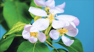3.4K views · 77 reactions | This video captures the blossoming of apple flowers using time-lapse photography, showcasing the cosmic flow of time, nature and vitality. #spring | Xi's Moments | Facebook