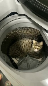 Cats Attack Funny Moments😂 #Amazing #funny #animals #fb #funnyvideos #fun #funnyreels #funnymemes #foryourpage #foryoupagereels #foryoupageシ #funnymoments #foryouシ #fbreelsfypシ゚viralシ #viralreelsシ #fbreelsfypシ゚ #viralvideoシ #viralshorts #fypシ゚ #catlovers #cat #catlover #cats #petcare #pet #pets #petlovers #asmr #trending #trendingnow #viral #trendingvideo #trendingreel #trendingreelsvideo #trend #fy #trendingpost #virals #reelsfbシ | Fun Frolickers