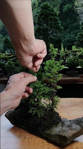 杉／伸びた芽を剪定して、針金をかけて幹を真っ直ぐにする手入れ