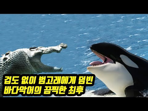 The horrific fate of a saltwater crocodile that fearlessly attacked an orca.