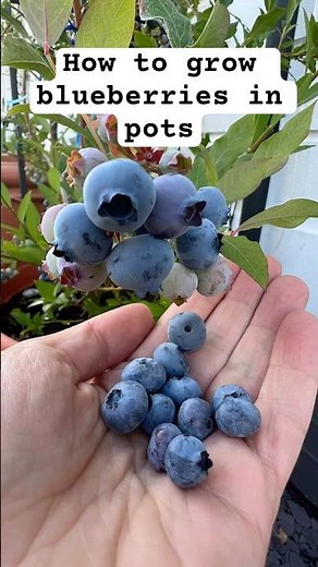 How to grow blueberries in pots