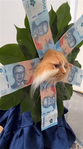 Salpia Pia on Instagram: "Memandangmupun aku tak sudi 😩 #kucingku #kucinglucu #kucing #cat #cats_of_instagram #cats #for #foryou #fyp #page"