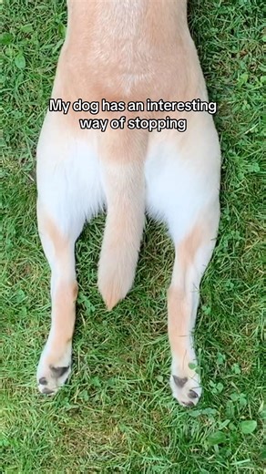 Doggo.exe has stopped working
