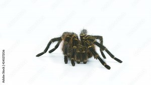 Scared tarantula brings its legs up and balls up in a defensive position on a white studio background