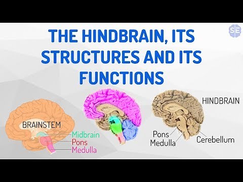 [Psychology] The Nervous System #04: The Hindbrain, Its Structures And Its Functions