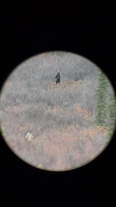 11K views · 9.5K reactions | Moose hunters don’t see Grizzly feeding...