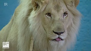 Der weiße Löwe "King Tonga" des Circus Krone ist gestorben. Der Circus Krone trauert, und mit ihm viele Fans. 👉 https://www.br.de/nachrichten/,SkhD1Ib | BR24