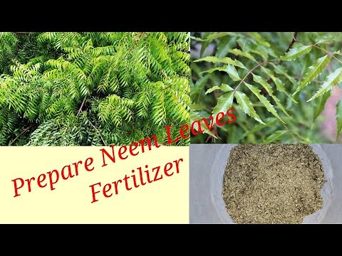 How to make Neem leaves🍃 Fertilizer at home 🏡