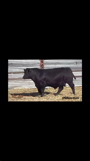 Bull Videos are now up on DVAuction! Head over to https://www.dvauction.com/video_catalogs/12941-hunt-angus-annual-angus-bull-1-26-26 to check them out! We had absolutely beautiful days filming the bulls. The kids played, everyone got a million steps in, and the bulls look 🔥🔥. Excited for sale day: January 26, 2026!! | Hunt Angus Ranch