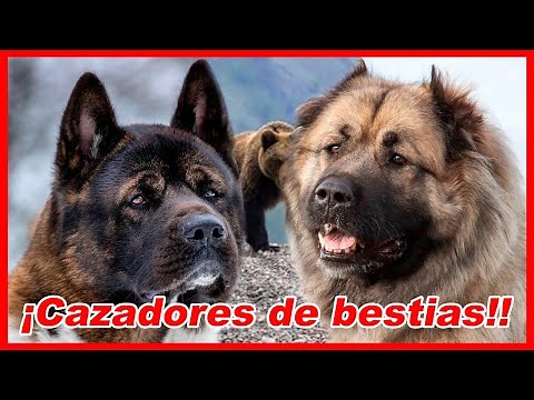 Top 10 Dogs That Can Hunt a Bear