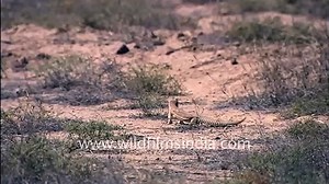 Indian-spiny tailed lizard in the desert