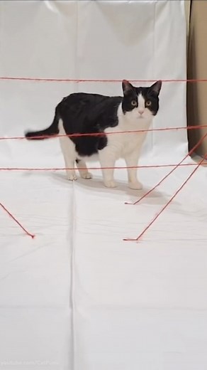 CrunchLabs on Instagram: "Let’s see your toilet paper laser mazes! Remember to post your video on Instagram or Twitter, tag @crunchlabs, and use the hashtag #CampCrunchLabsContest to enter! Entries on other sites or private messages are not eligible. Please don’t use any music in your video! NO PURCHASE NECESSARY. Ends 11:59 p.m. PT on 8/17/23. Open to legal residents of the 50 U.S. & D.C., 18+, who are the parent or legal guardian of a child who is between 8 and 16 years of age. GRAND PRIZE WIN