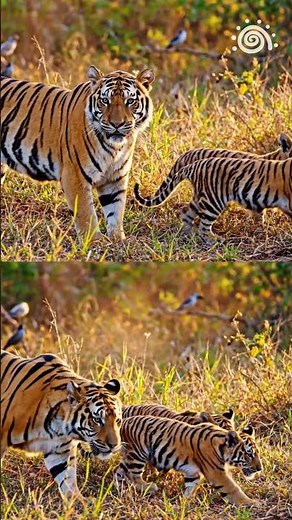 Not all Tigers are Alone | A Mother’s World #animals #wildlife #animalfacts